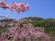 淡路島の河津桜も見頃に