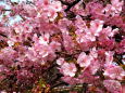 河津桜いっぱい咲いて