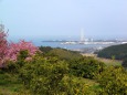 河津桜の咲く丘から