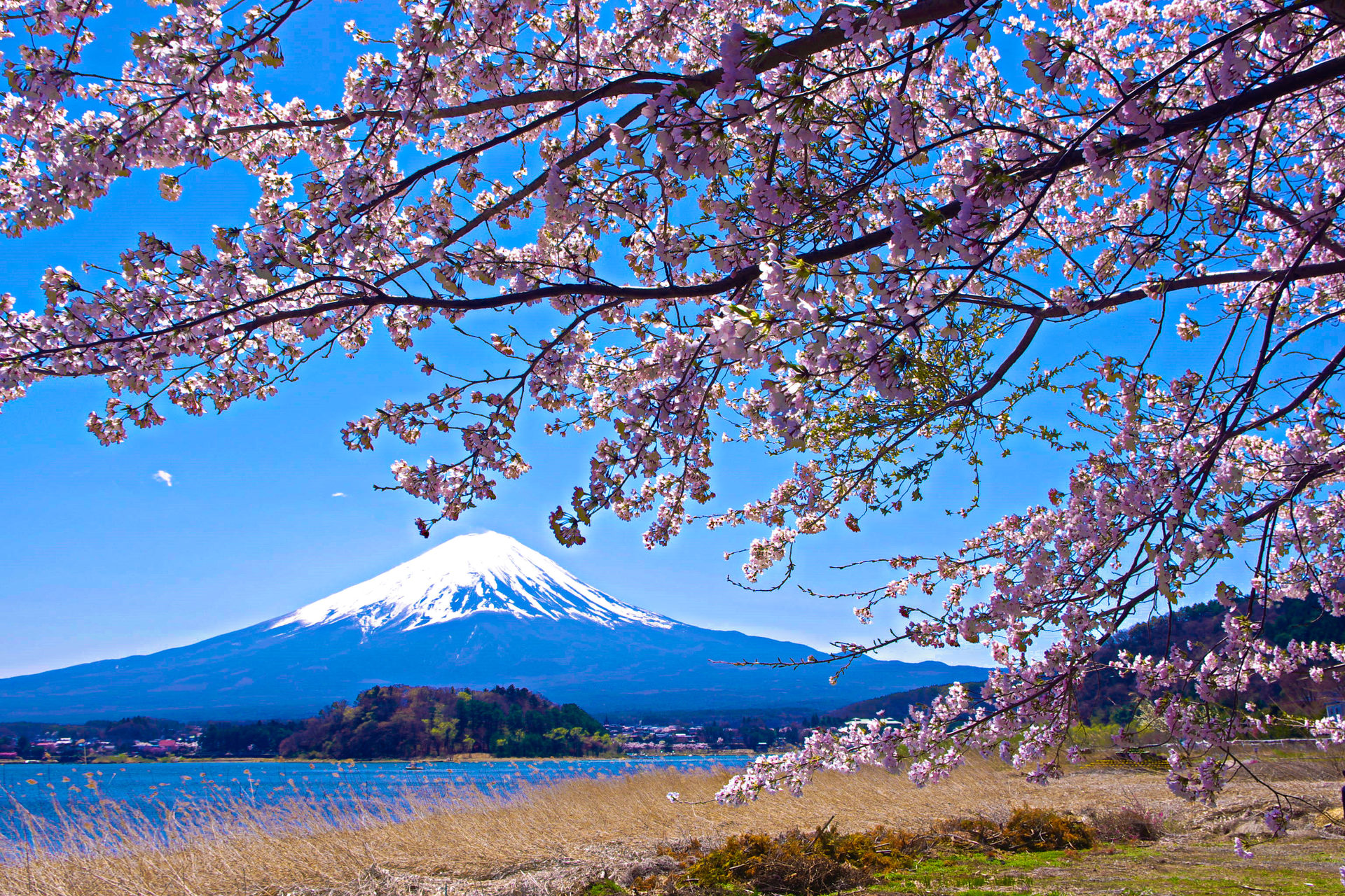 日本の風景 富士山と桜 壁紙19x1280 壁紙館