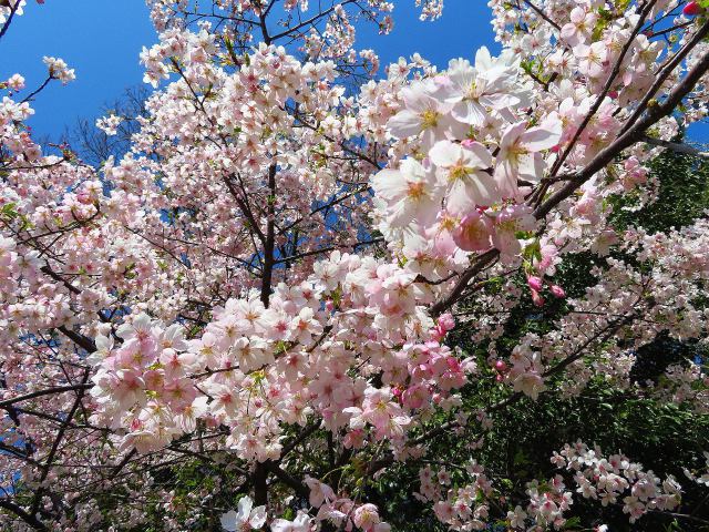 柔らかなピンク色の住吉桜