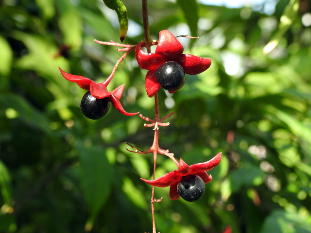 ミッキーマウスの木