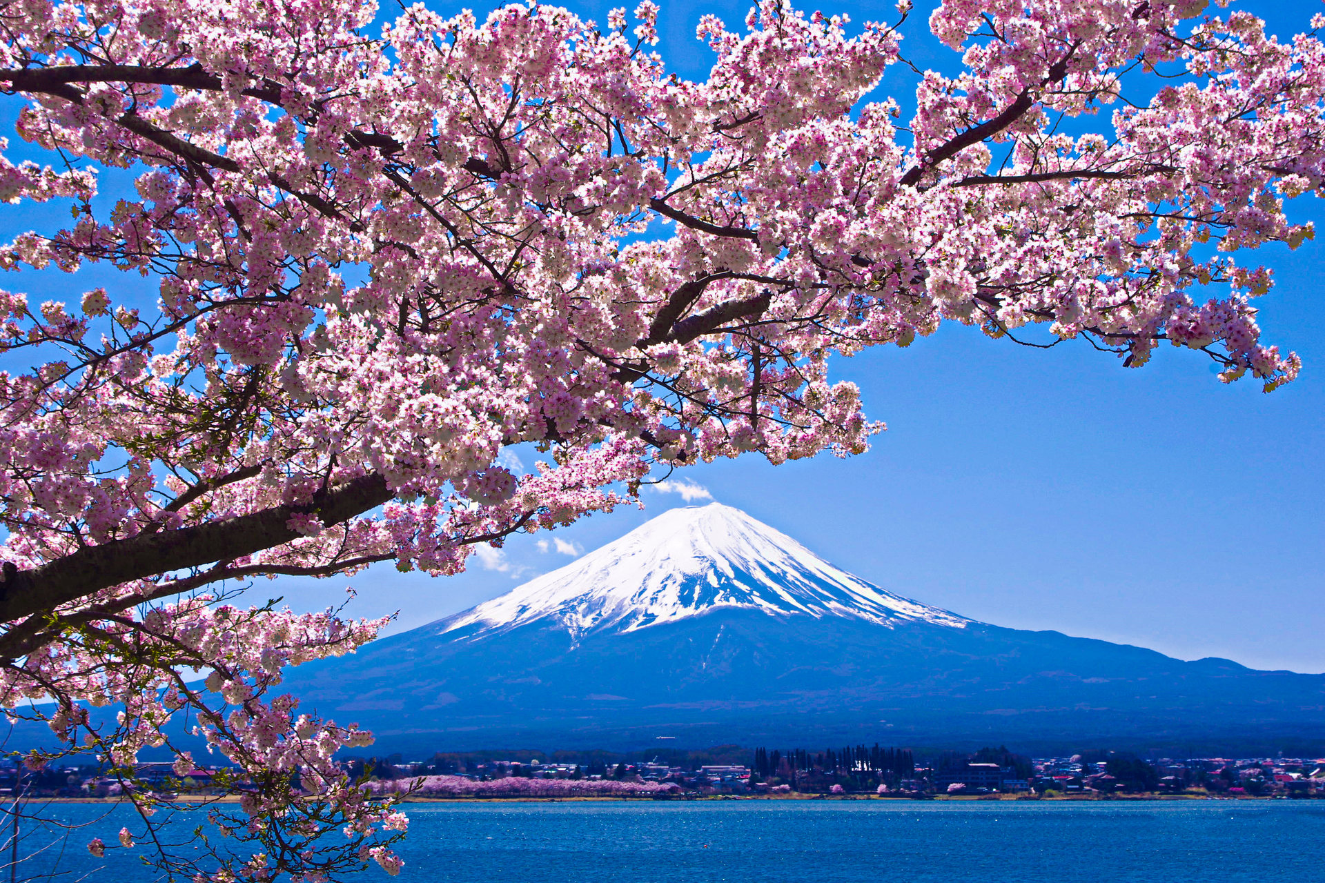 日本の風景 富士山と桜 壁紙1920x1280 壁紙館