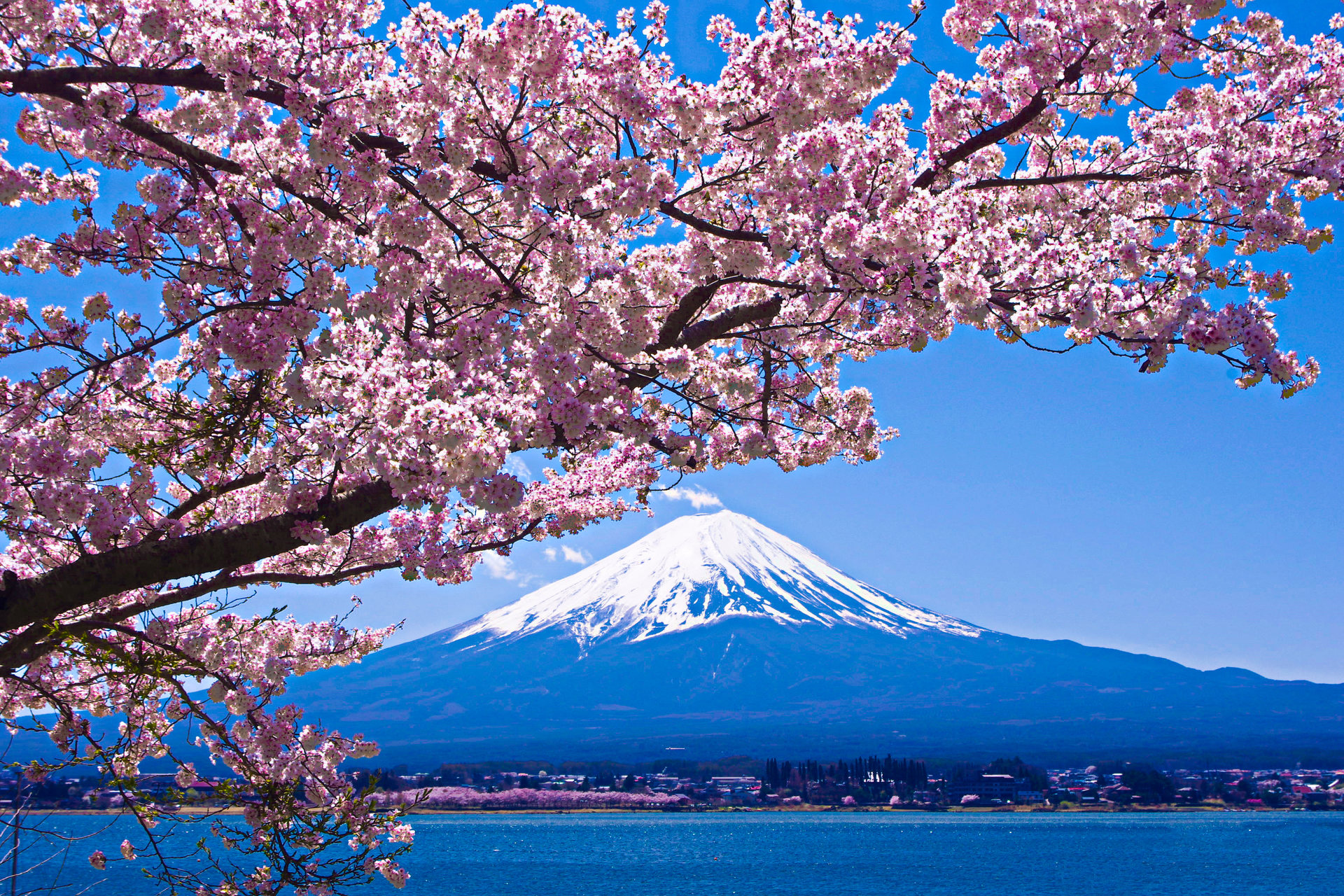 日本の風景 富士山と桜 壁紙19x1280 壁紙館