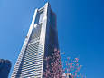 ランドマークタワーと河津桜