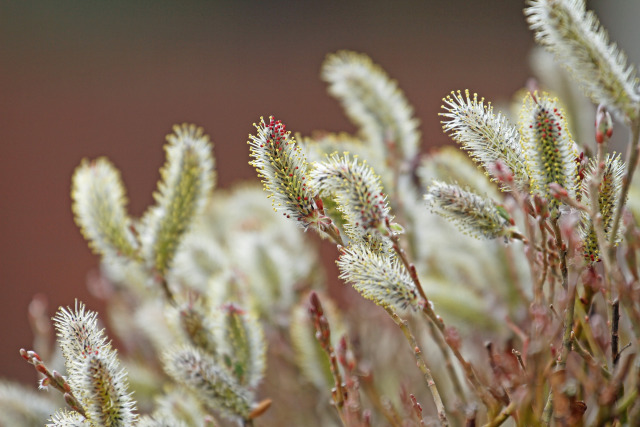 散歩道の花 1803-17-2