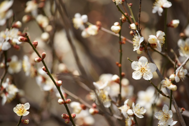 西田梅の花