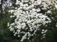 さわやかな白モクレンの花
