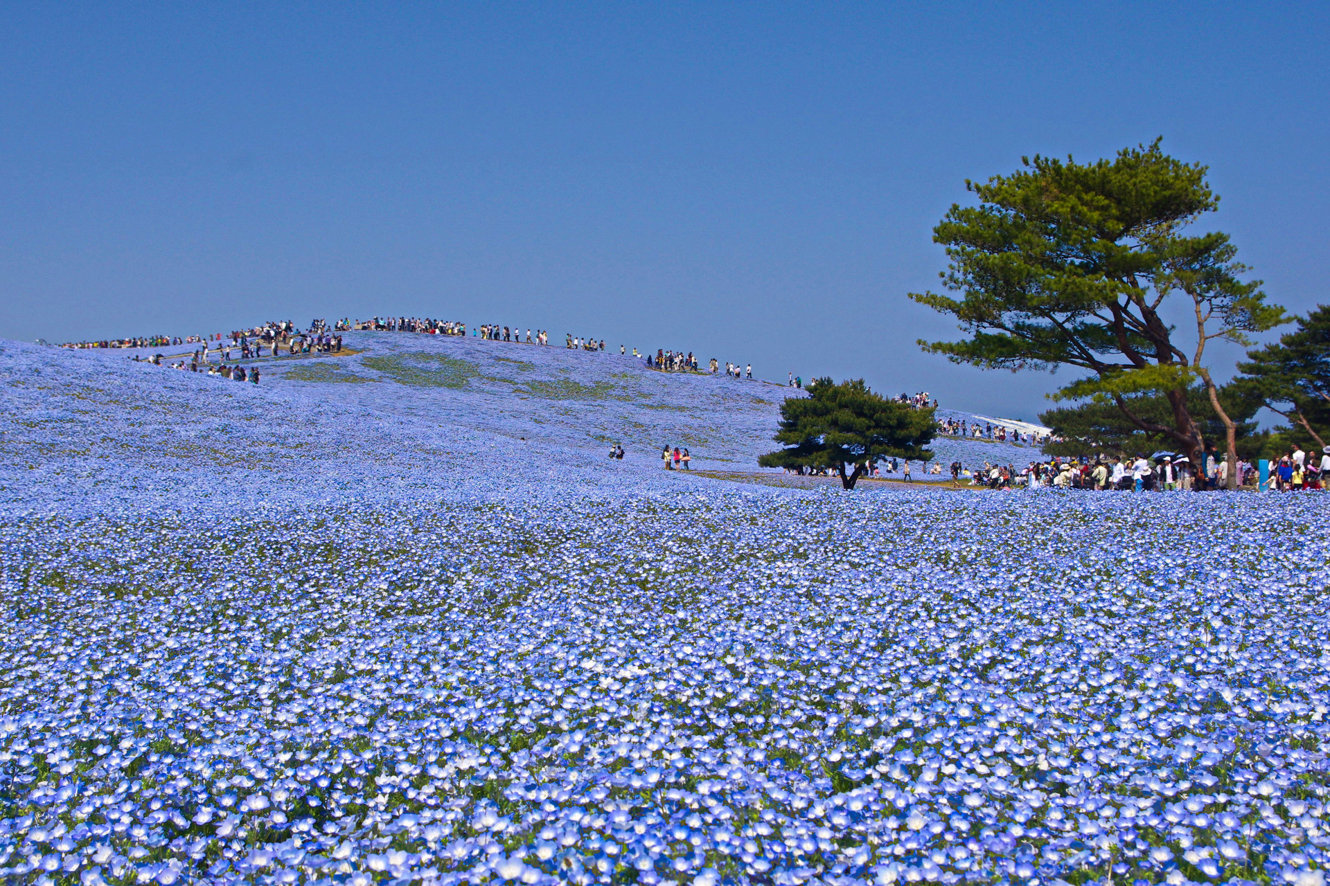 日本の風景 ネモフィラブルー 壁紙19x1280 壁紙館