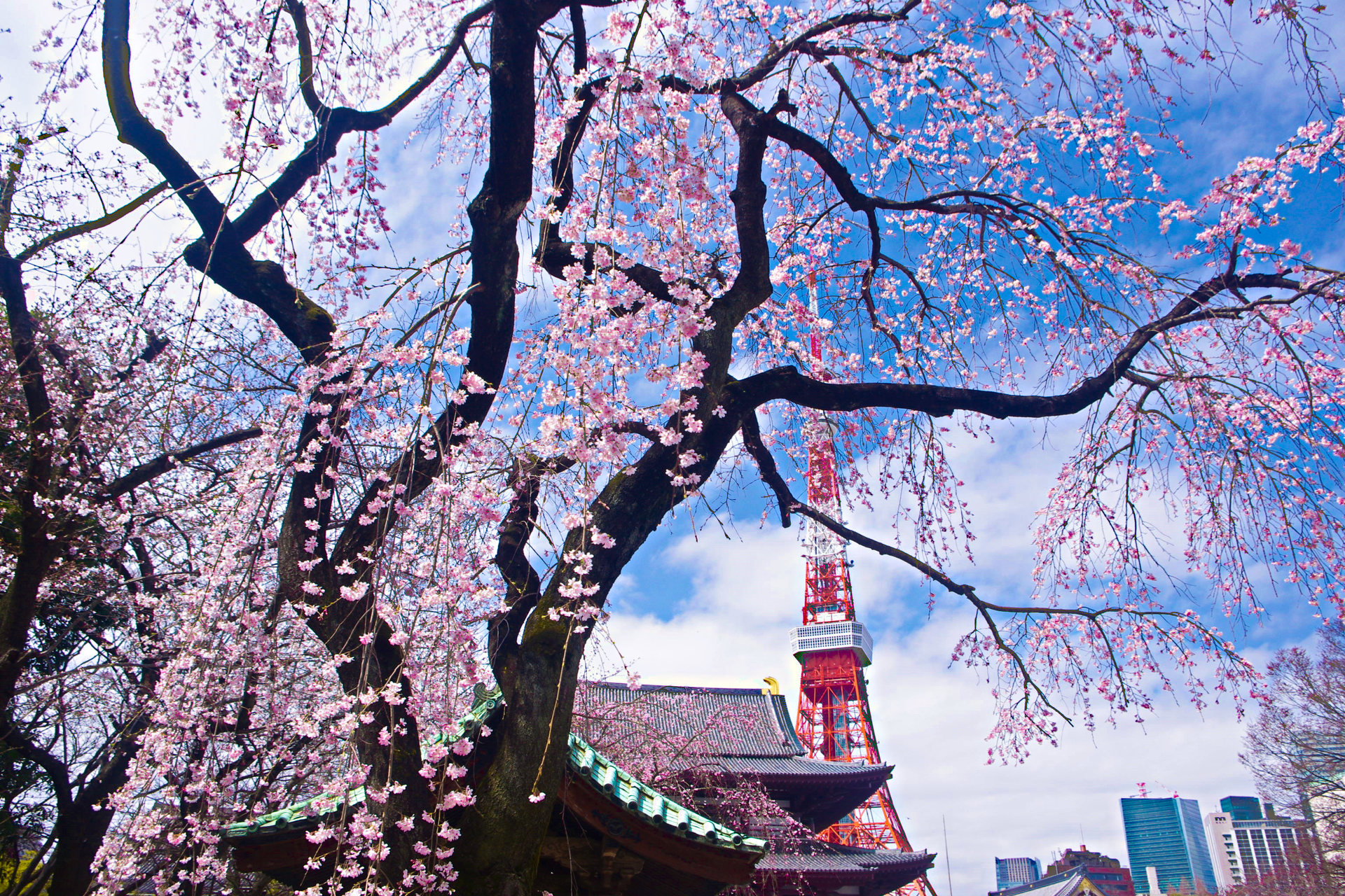 日本の風景 しだれ桜と東京タワー 壁紙19x1280 壁紙館
