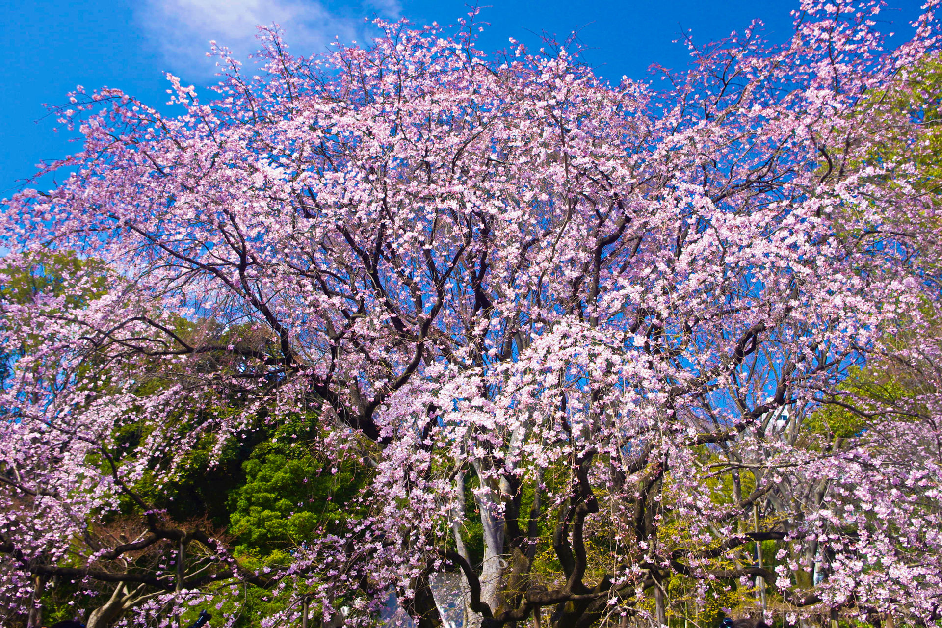 花 植物 六義園のしだれ桜 壁紙19x1280 壁紙館