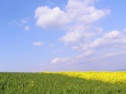 麗らかな春の空