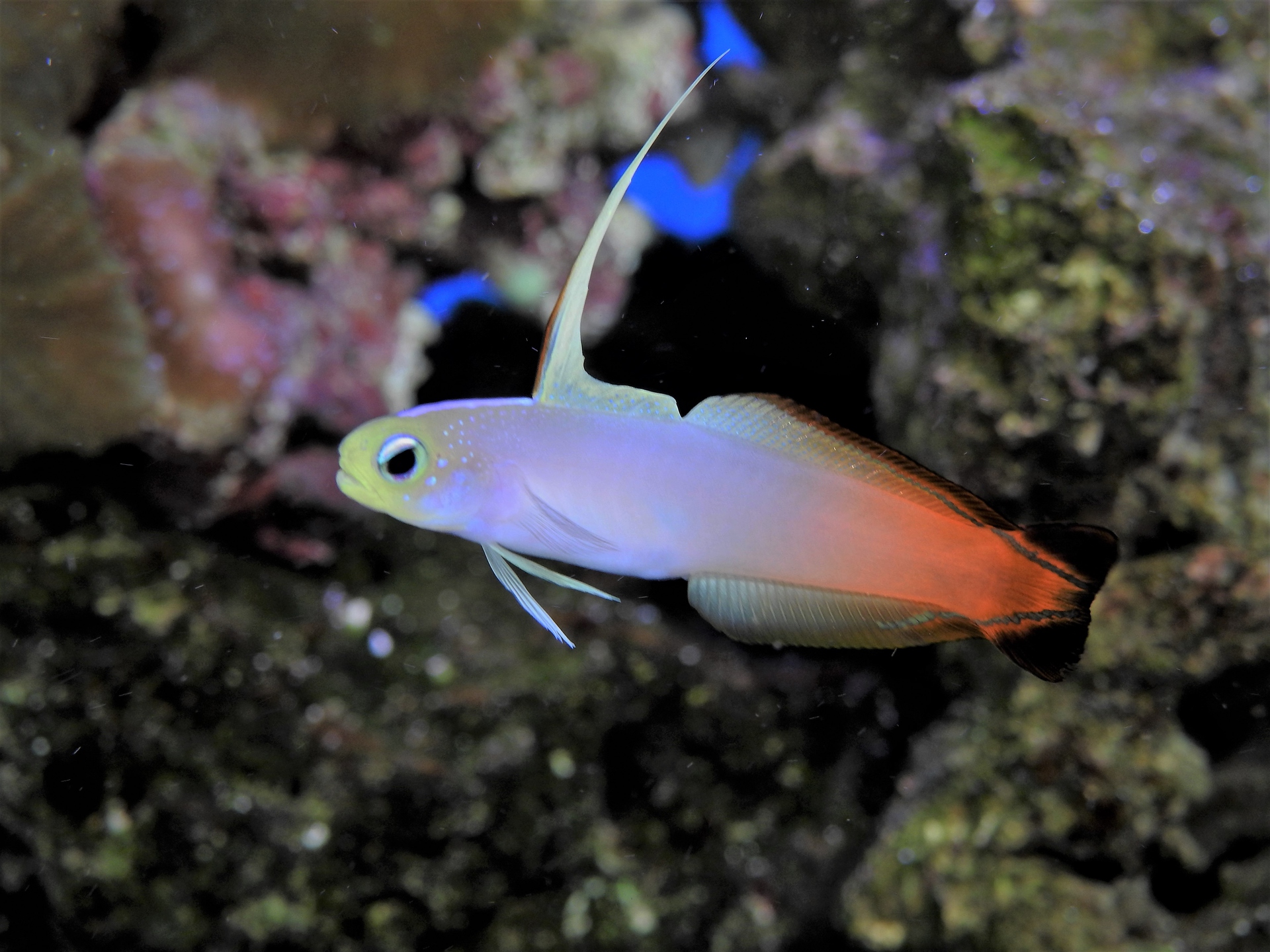 魚 水生生物 ハタタテハゼ 壁紙19x1440 壁紙館