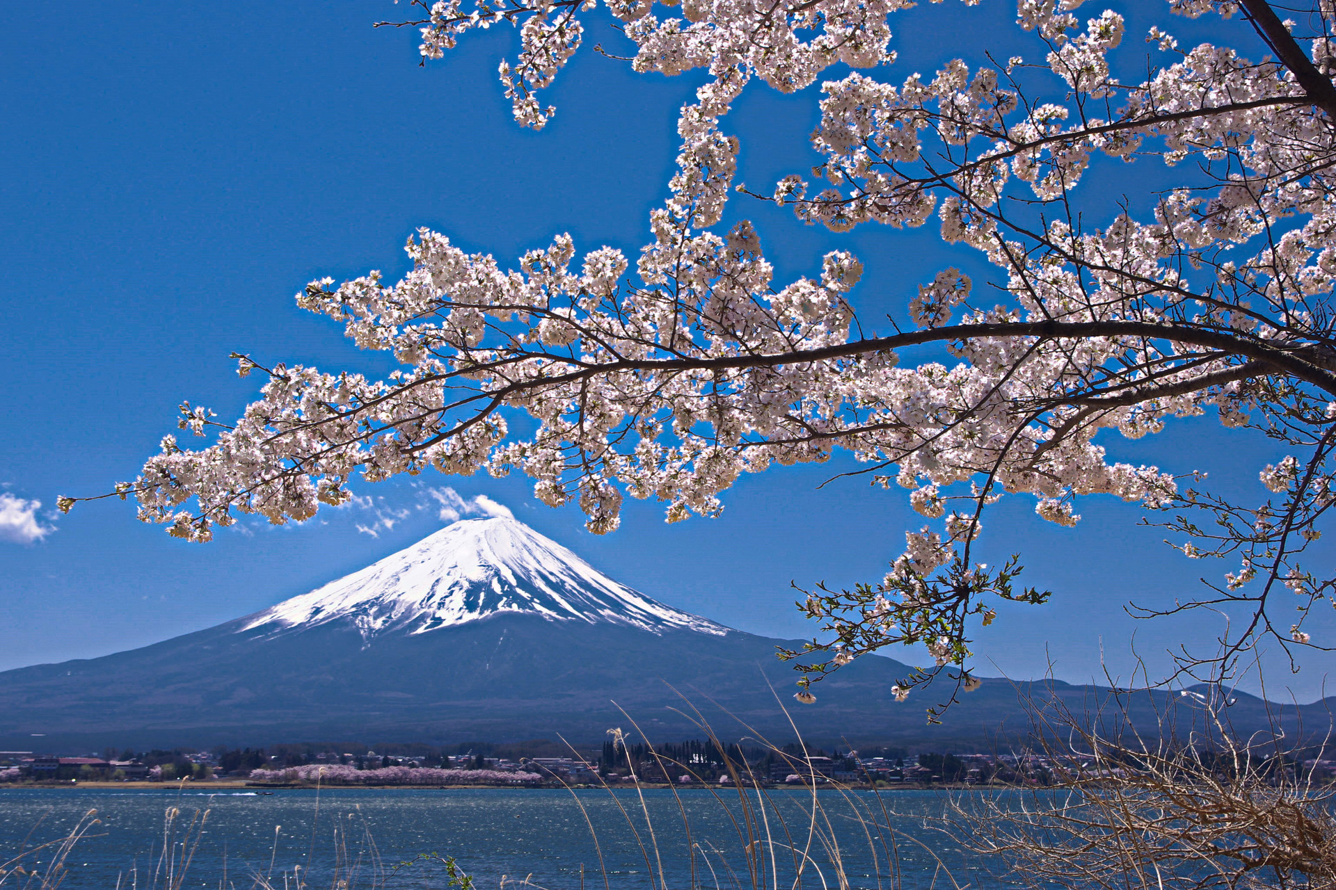 日本の風景 富士山と桜 壁紙19x1280 壁紙館