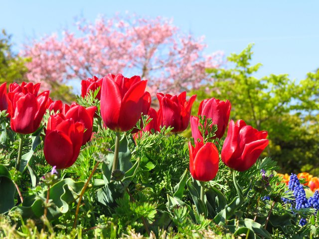 赤いチューリップに桜