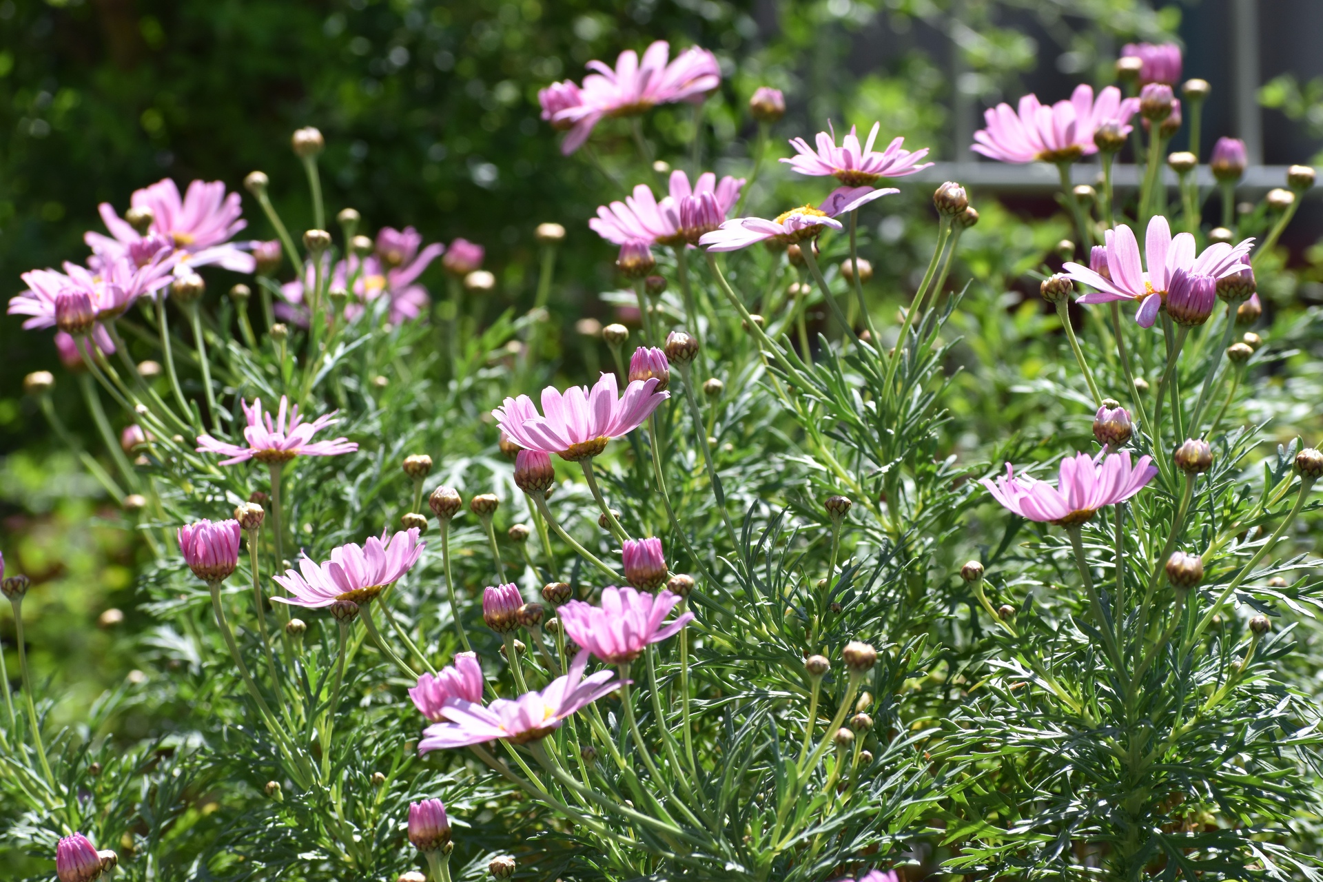 花 植物 ピンクのマーガレット 壁紙19x1280 壁紙館