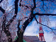 増上寺のしだれ桜と東京タワー