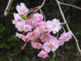 桜の季節近づく