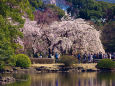 水辺のしだれ桜