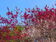 花桃と桜