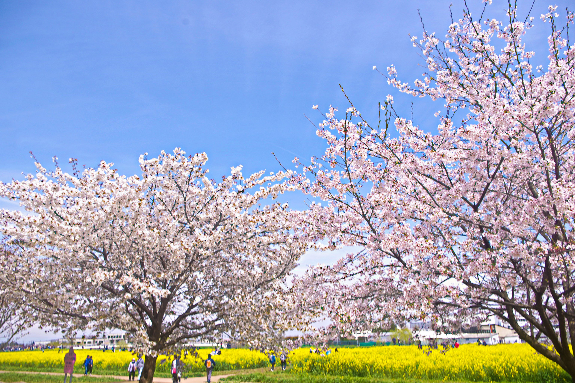 日本の風景 桜と菜の花畑 壁紙19x1280 壁紙館