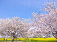 桜と菜の花畑