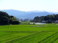 春の田園風景