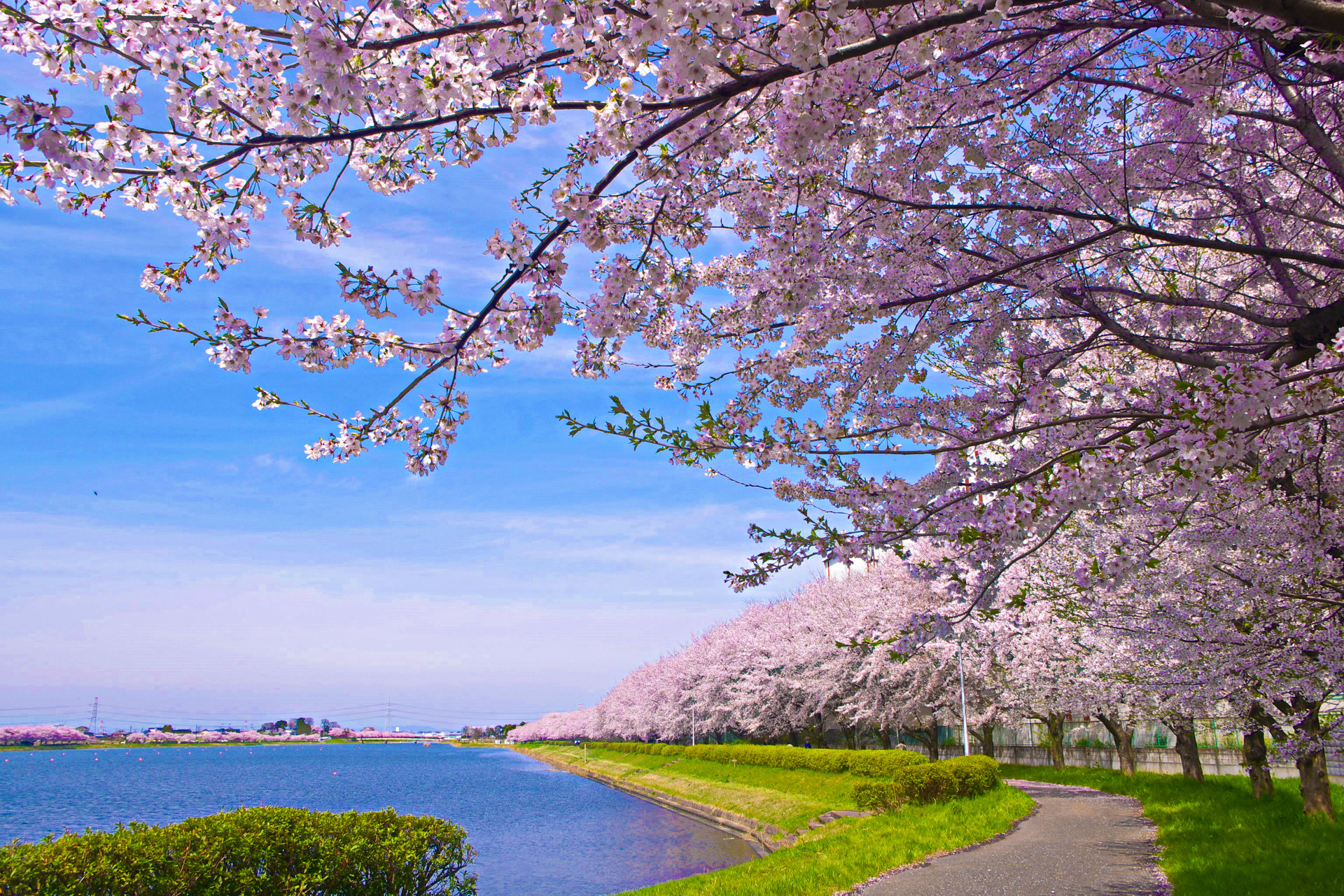 日本の風景 水辺の桜並木 壁紙19x1280 壁紙館