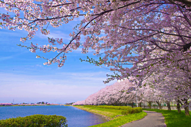 水辺の桜並木