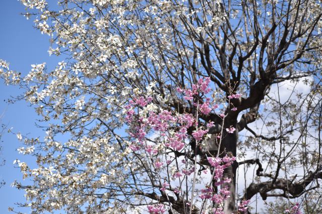 コブシと桜