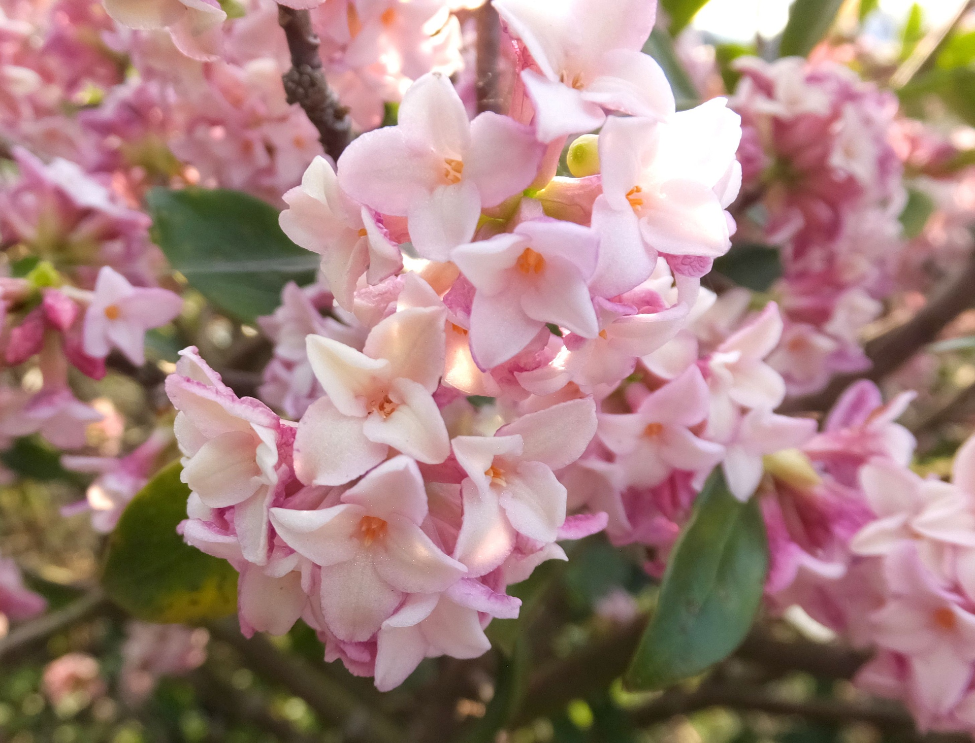 花 植物 優しい香り 薄化粧の沈丁花 壁紙19x1464 壁紙館