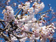 淡墨桜の開花