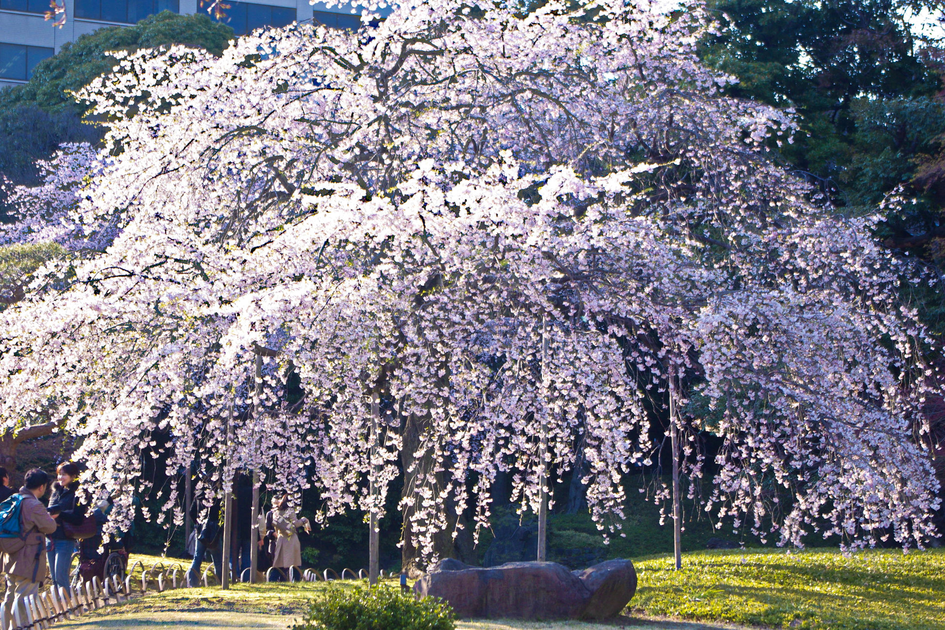 花 植物 しだれ桜 壁紙19x1280 壁紙館