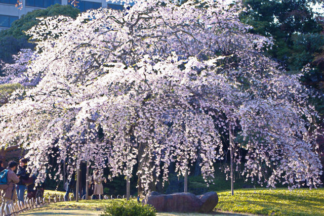 しだれ桜