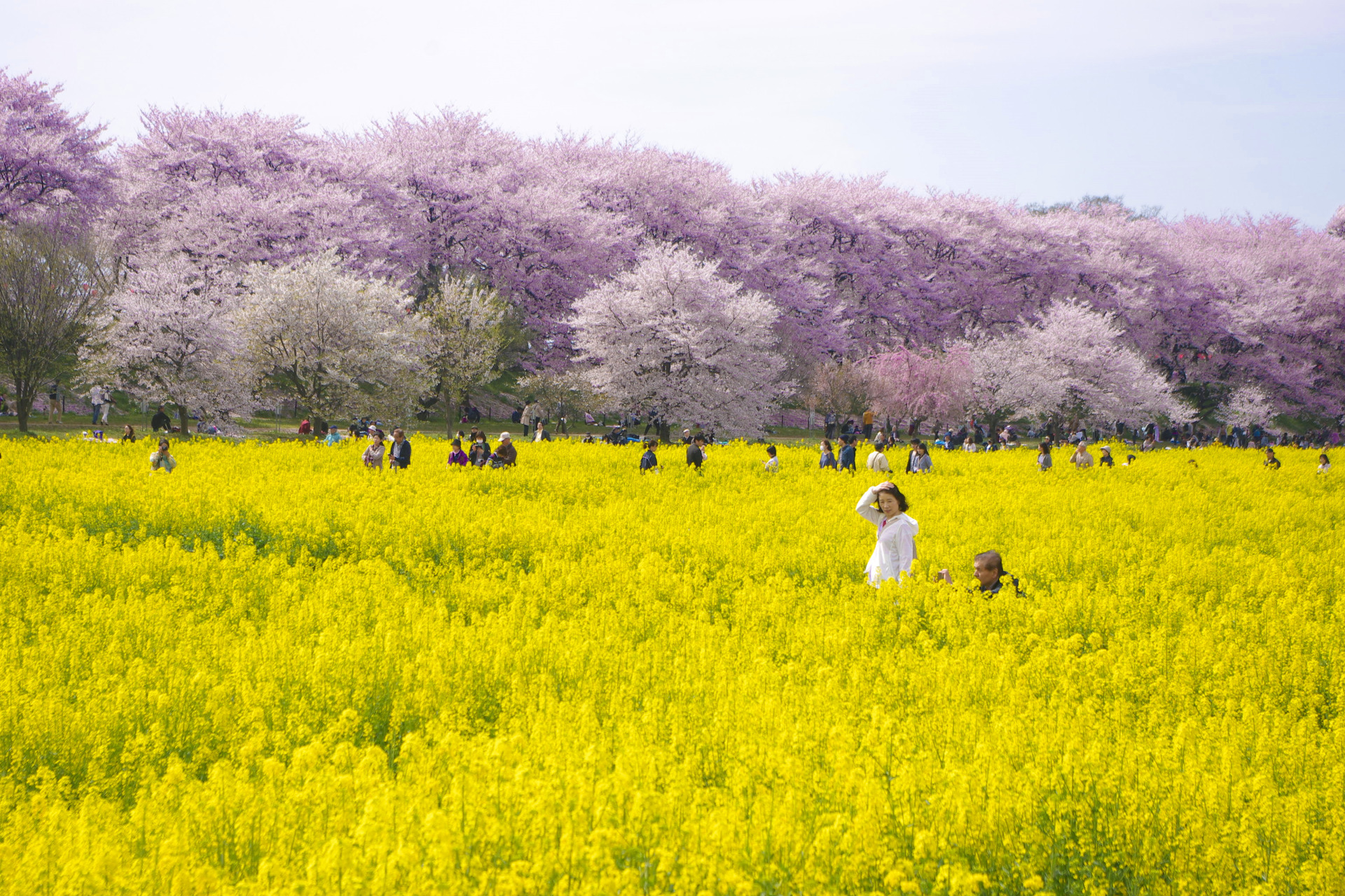 日本の風景 桜と菜の花が彩る春 壁紙19x1280 壁紙館