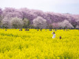 桜と菜の花が彩る春