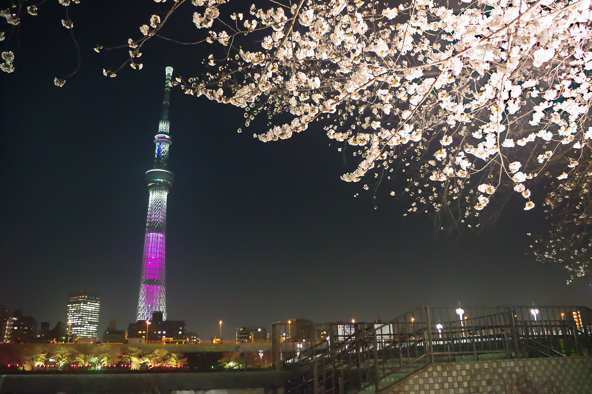 夜景 花火 イルミ スカイツリーと桜 壁紙19x1280 壁紙館