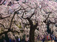 しだれ桜