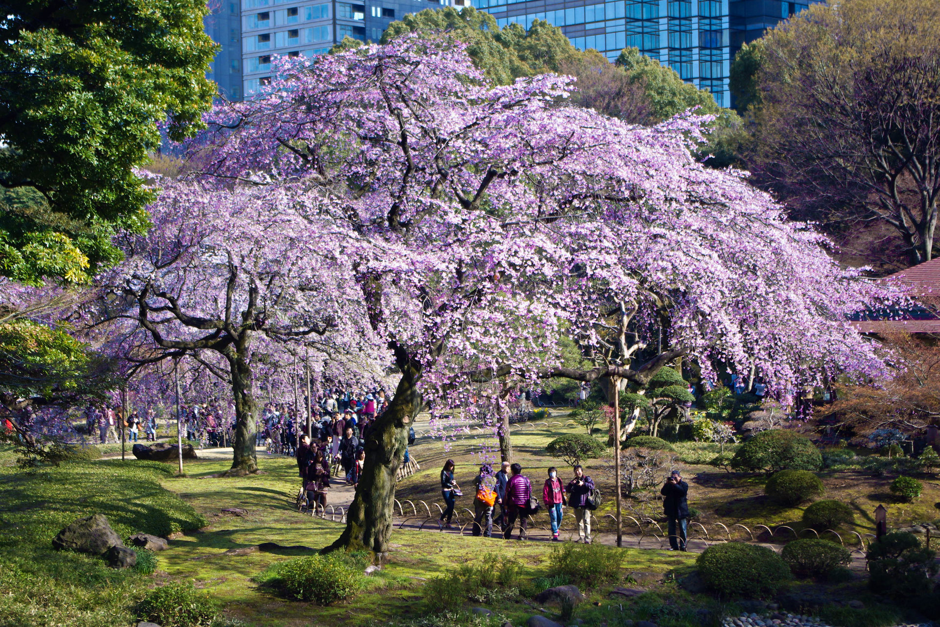 花 植物 しだれ桜 壁紙19x1280 壁紙館 花 植物 しだれ桜 壁紙19x1280 壁紙館