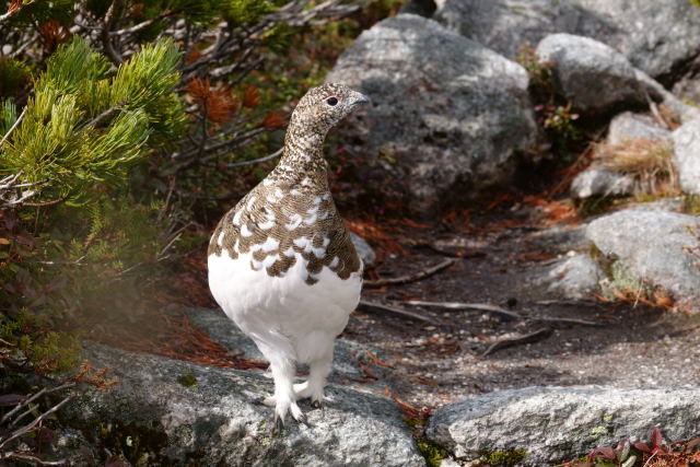 前常念岳の雌雷鳥2