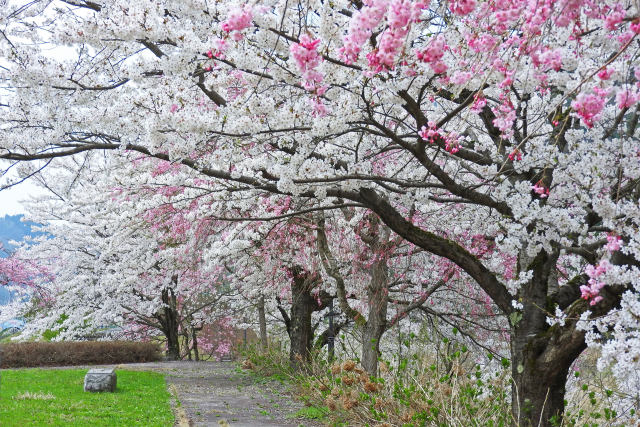 桜の季節近づく4