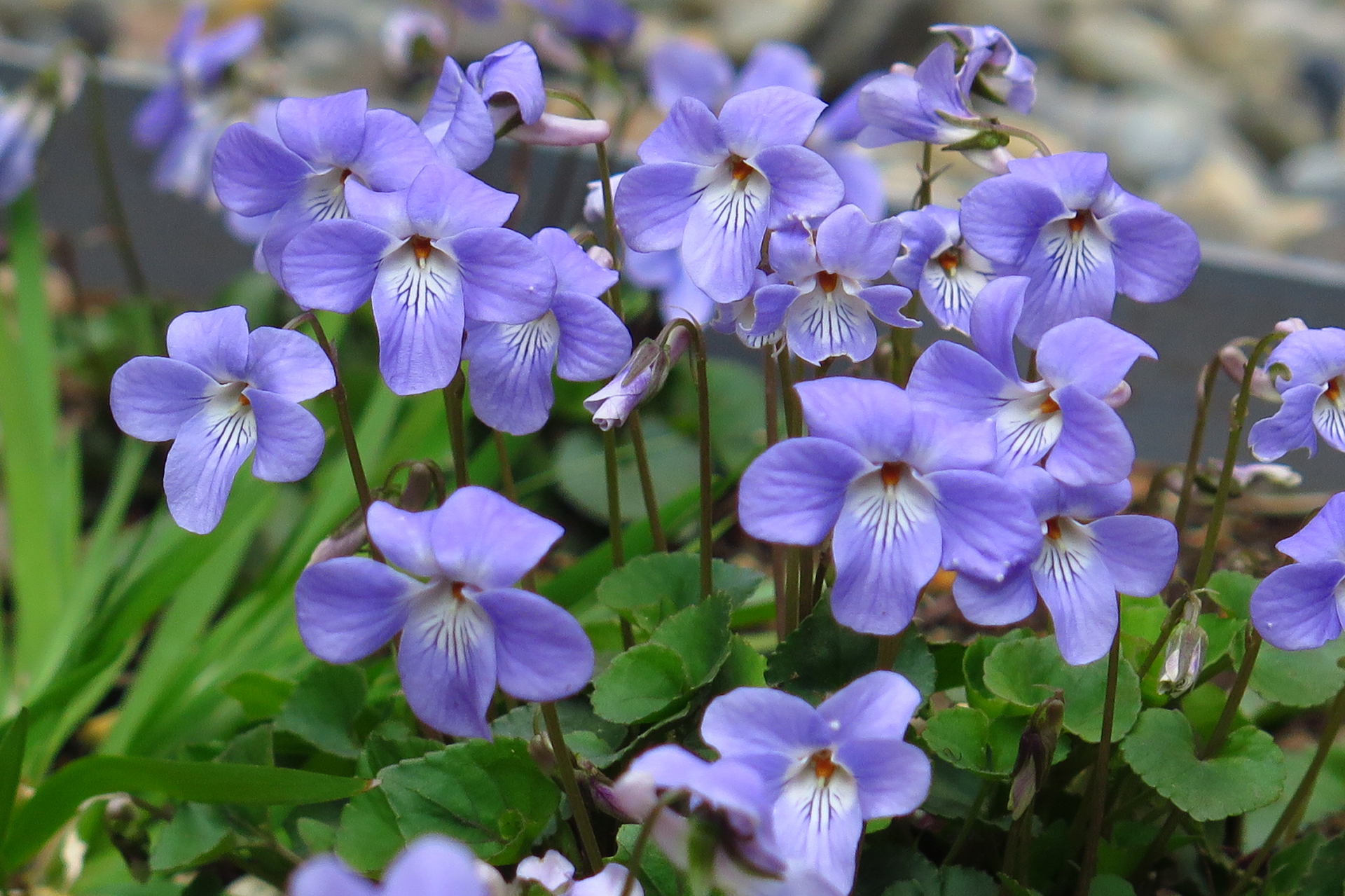 花 植物 庭のすみれ 壁紙19x1279 壁紙館