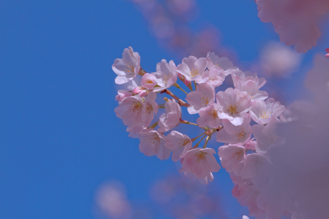 散歩道の花 1803-27-1