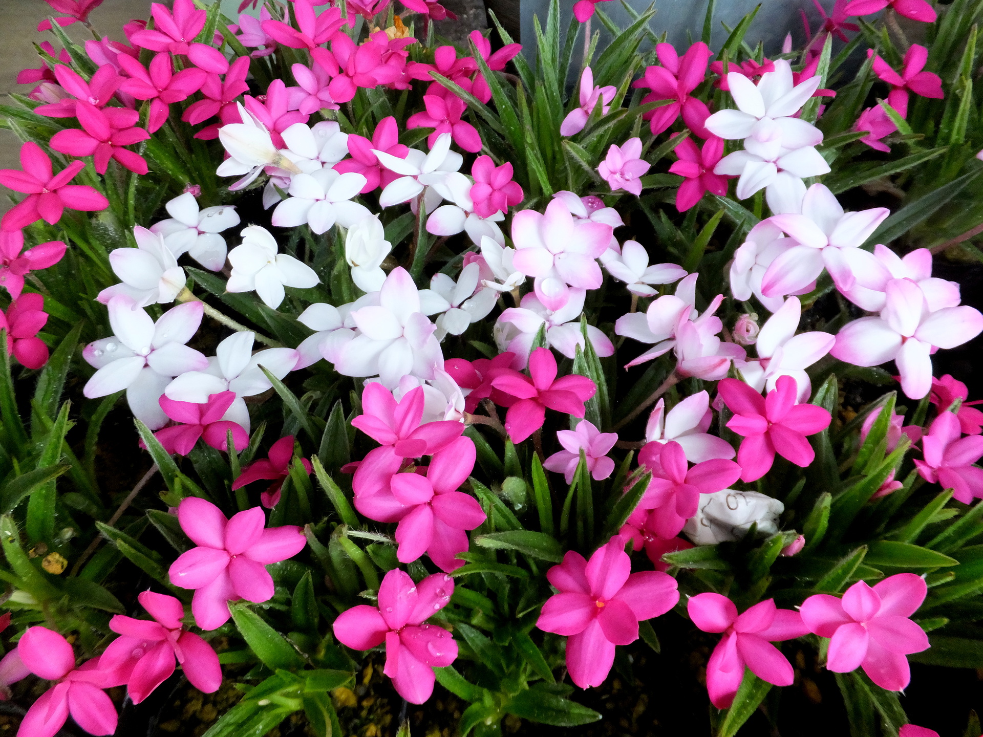 花 植物 かわいい春の花 壁紙19x1440 壁紙館