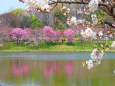池の畔に咲く陽光桜