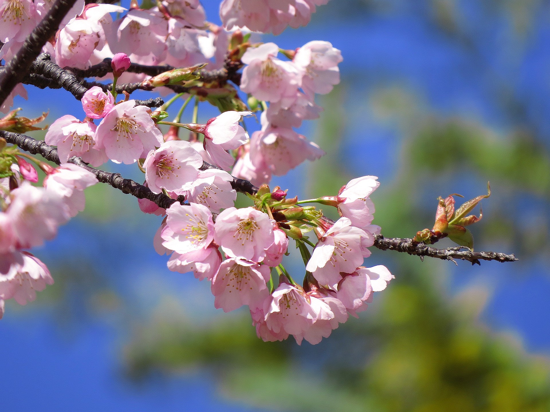 花 植物 大寒桜の花 壁紙19x1440 壁紙館