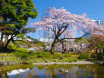 しだれ桜