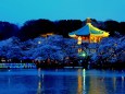弁天堂と上野公園のの夜桜