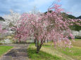 桜の季節近づく5