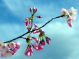 青空に映えて咲く桜